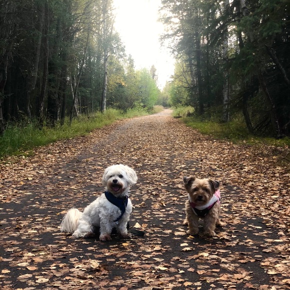 Pups - Picture 7 of 7